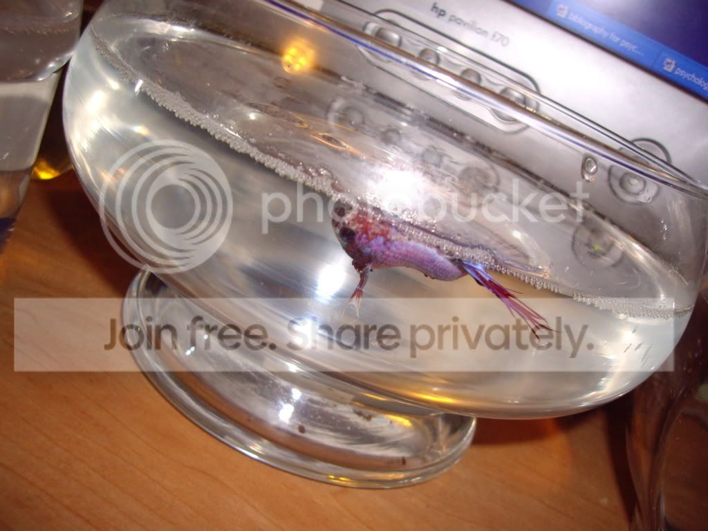 my oscar has been laying on his side at the bottom of the 